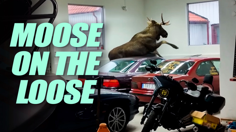 BMW-Moose-Attack