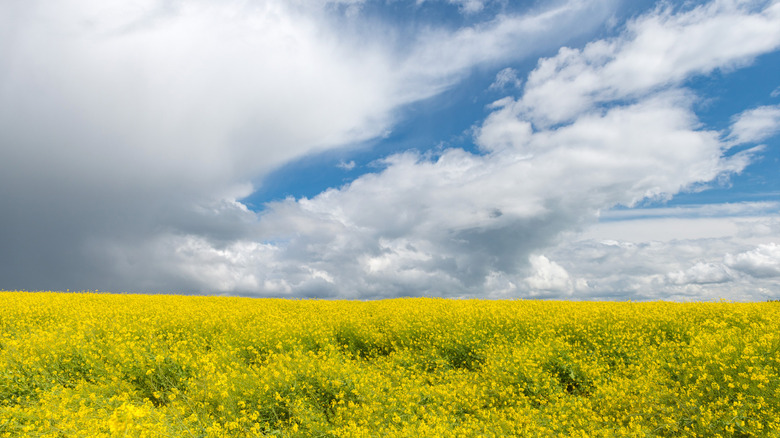 Canola 121