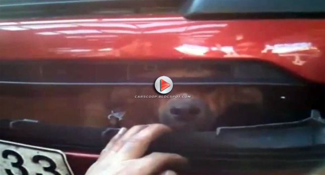  Unbelievable: Dog Found Trapped Inside Car's Bumper After Being Hit on the Highway!