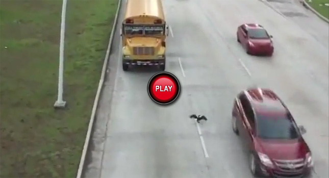  Video: Crazy Pigeon Crossing the Highway is Da Boss