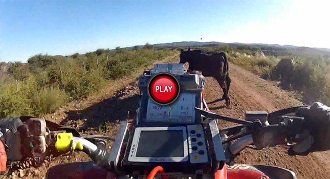  ATV Versus Cow, Guess Who Loses…