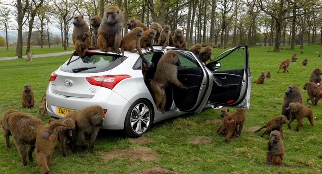  Hyundai gets into Some Monkey Business to Test the Quality of the New i30 Hatchback