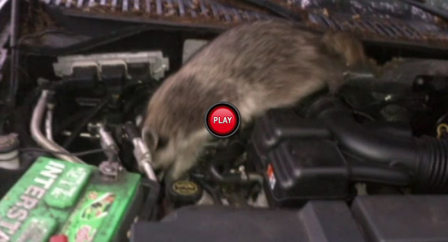  Raccoons Develop a Taste for NBC Miami's Ford Transit Vans and Escape SUVs
