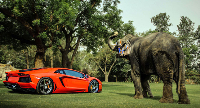 Lamborghini Aventador and Elephant Pose Together for ADV.1 Photoshoot