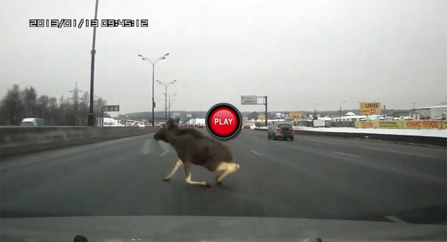  Moose on the Loose Hits Moscow Ring Road