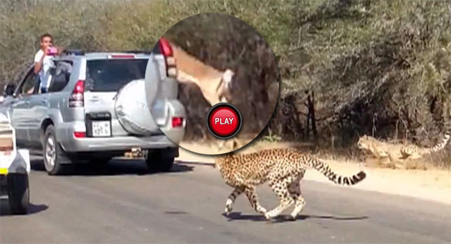  Watch an Impala Jump Into a Toyota Land Cruiser to Escape a Cheetah!