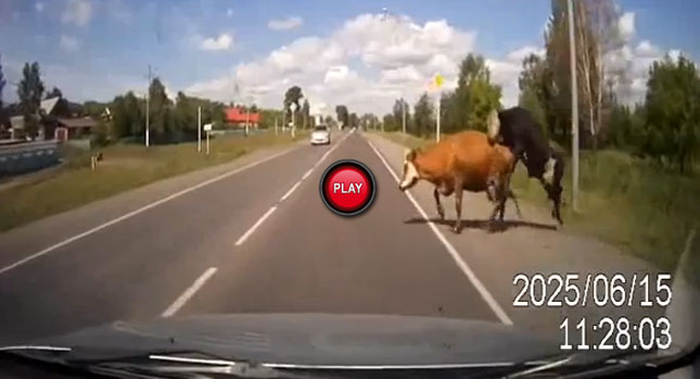  Russian Driver Crash-Blocks Frisky Love Makers