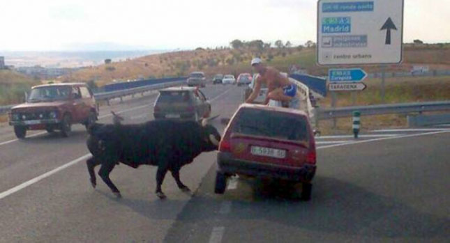  Raging Bull Charges at Cars on Spanish Freeway, Drivers Jump Onto Their Roofs! [w/Video]