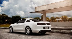 Vossen-06 Vossen-06