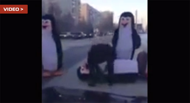  Driver Gives a Helping Hand to Man-Sized Fallen Penguin