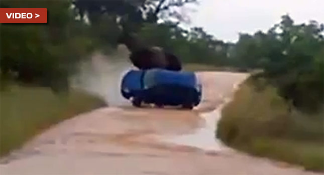  Elephant Violently Attacks VW Polo at Safari Park, Pays With its Life…