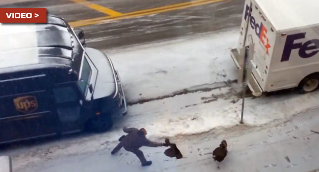  Wild Turkey Attacking UPS Driver Might be Working for FedEx