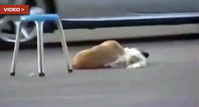  Heartbreaking Story of Small Pup Refusing to Leave His Dead Friend on Chinese Road