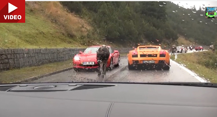  Supercar Pack Hits the Stelvio Pass, Local Cows Are Unimpressed