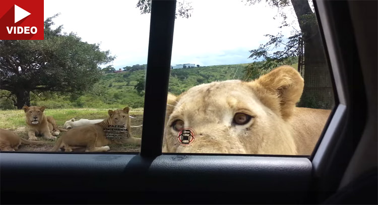  Lion Thought Safari Car Was A Meal On Wheels…