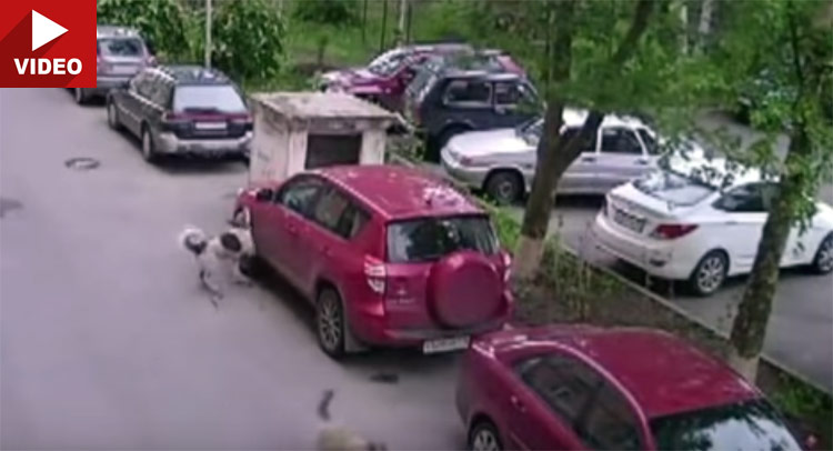  Russian Dogs Found This Toyota RAV4 Delicious