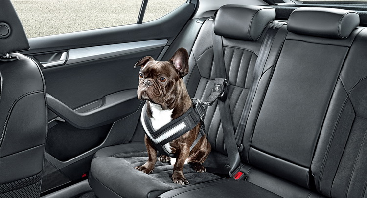  Skoda Aims To Keep Your Dog Safe While You Drive