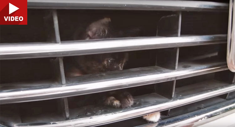 Nissan Reminds Us To Check For Cats Before Driving In Winter