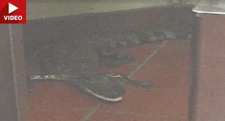 Florida Man Arrested After Throwing Alligator Into Wendy’s Drive-Thru!