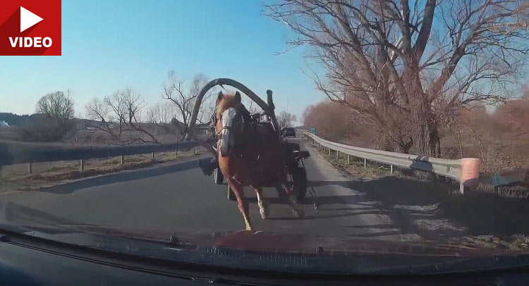 Horse Pulls Kamikaze Maneuver On Incoming Car