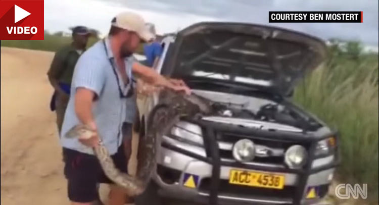  Apparently, Pythons Hiding In Engine Bays Is A Real Problem