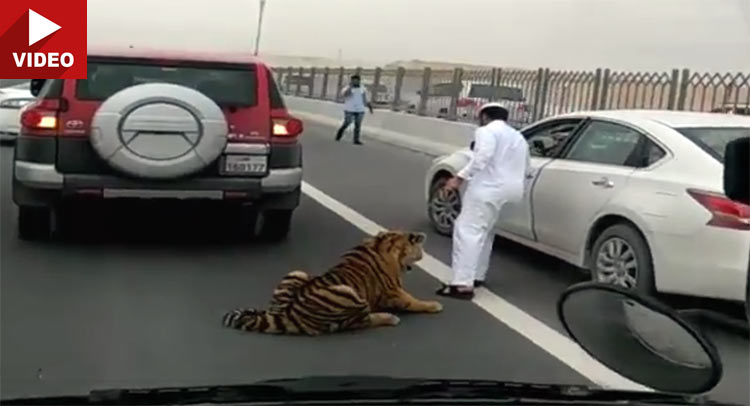  A Tiger Was Running Loose On A Qatari Highway Today