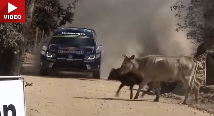  Watch Sébastien Ogier Masterfully Dodge Stray Cattle