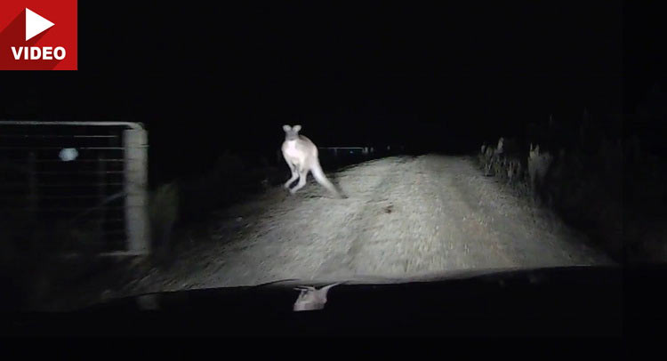 Dashcam Captures Aussie Driver Attacked By Crazed Kangaroo