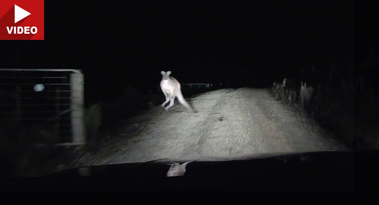  Dashcam Captures Aussie Driver Attacked By Crazed Kangaroo