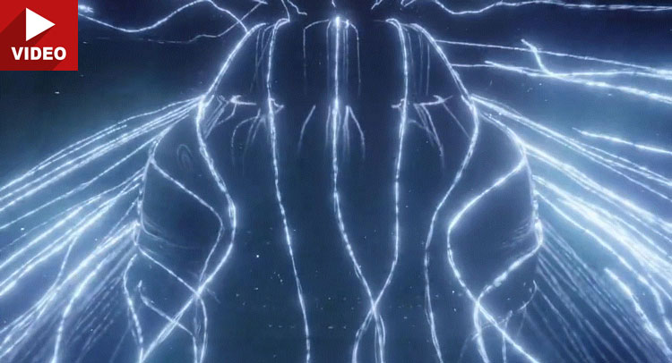 2017 Audi A5 Coupe Teased One Last Time