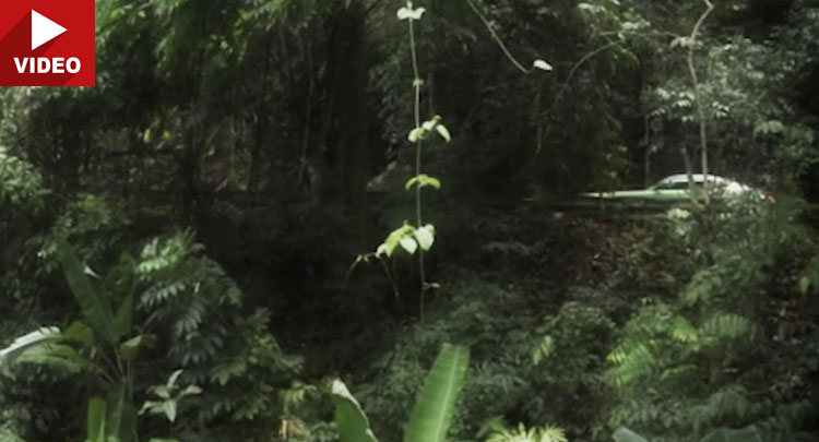 Mercedes-AMG GT R Unleashed In The Jungle