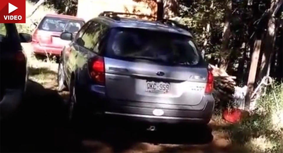  A Bear Somehow Got Locked Inside A Subaru Outback