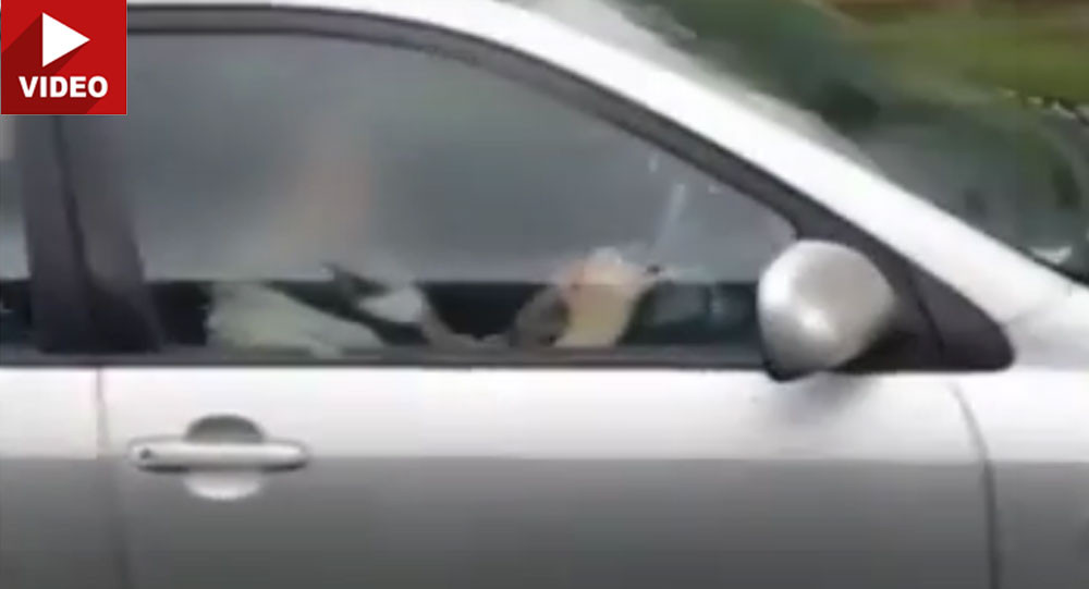 Driver Filmed Solving Rubik’s Cube While On British Motorway!