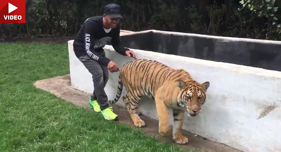  Lewis Hamilton Teaches Us How To Scare A Tiger… Wait, What?