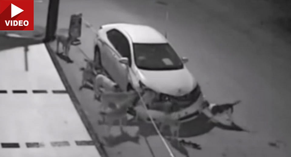  Pack Of Stray Dogs Attack And Destroy Toyota Corolla In Turkey