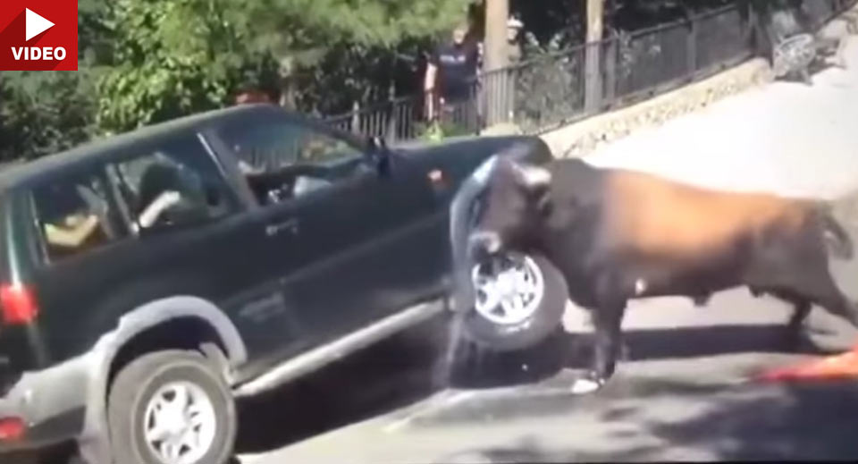  Nissan Terrano Is No Match For This Angry Bull