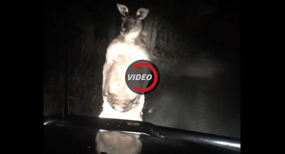 You Looking At Me? Kangaroo Takes A Stand Against Annoying Driver