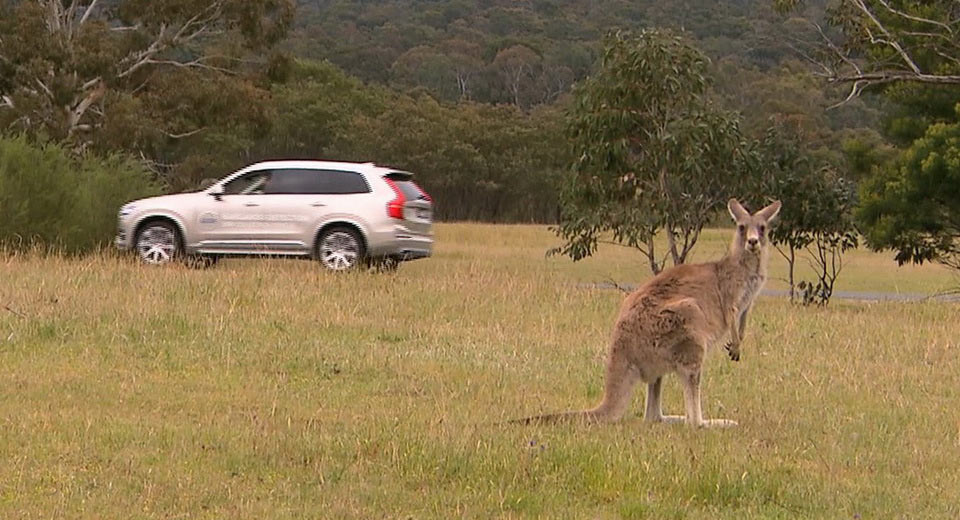  Kangaroos Confuse Volvo’s Self-Driving Cars