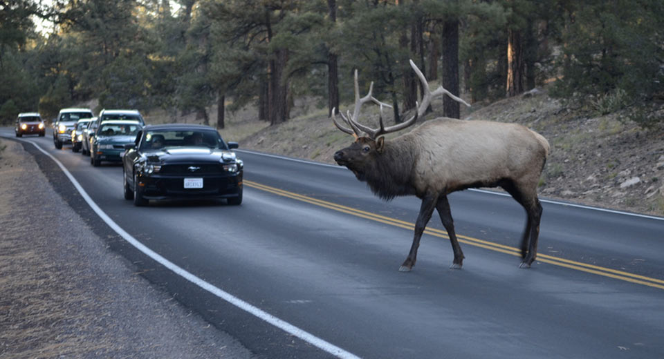  Survey Says Animal Collisions Cost Americans $4 Billion Annually