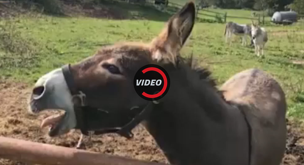  Owner Of Donkey That Mistook Orange McLaren For A Carrot Fined $7,000