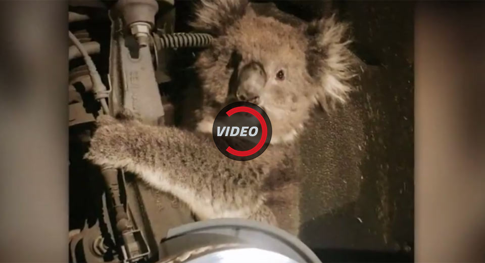  Freeloader Koala Survives 10 Mile Journey Clasping To SUV’s Suspension