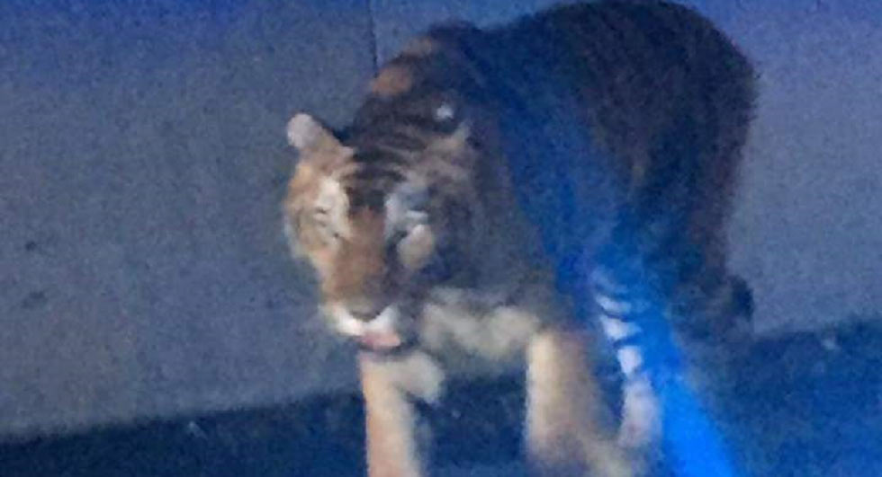  Drivers Find A Tiger Instead Of Gridlock On I-75