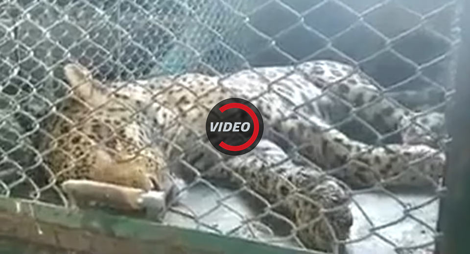  Police Were Chasing A Wild Leopard Inside Maruti Suzuki Plant For Nearly Two Days