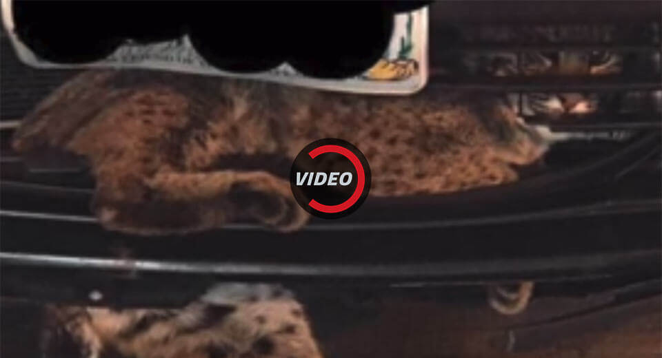 Bobcat Hitches 50-Mile Ride In The Grille Of A Toyota Prius