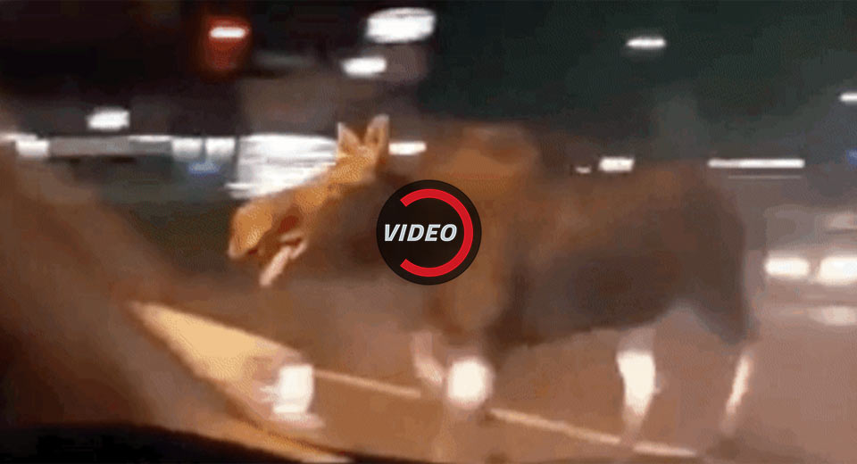  Moose Filmed Running Wild In Ontario, Canada