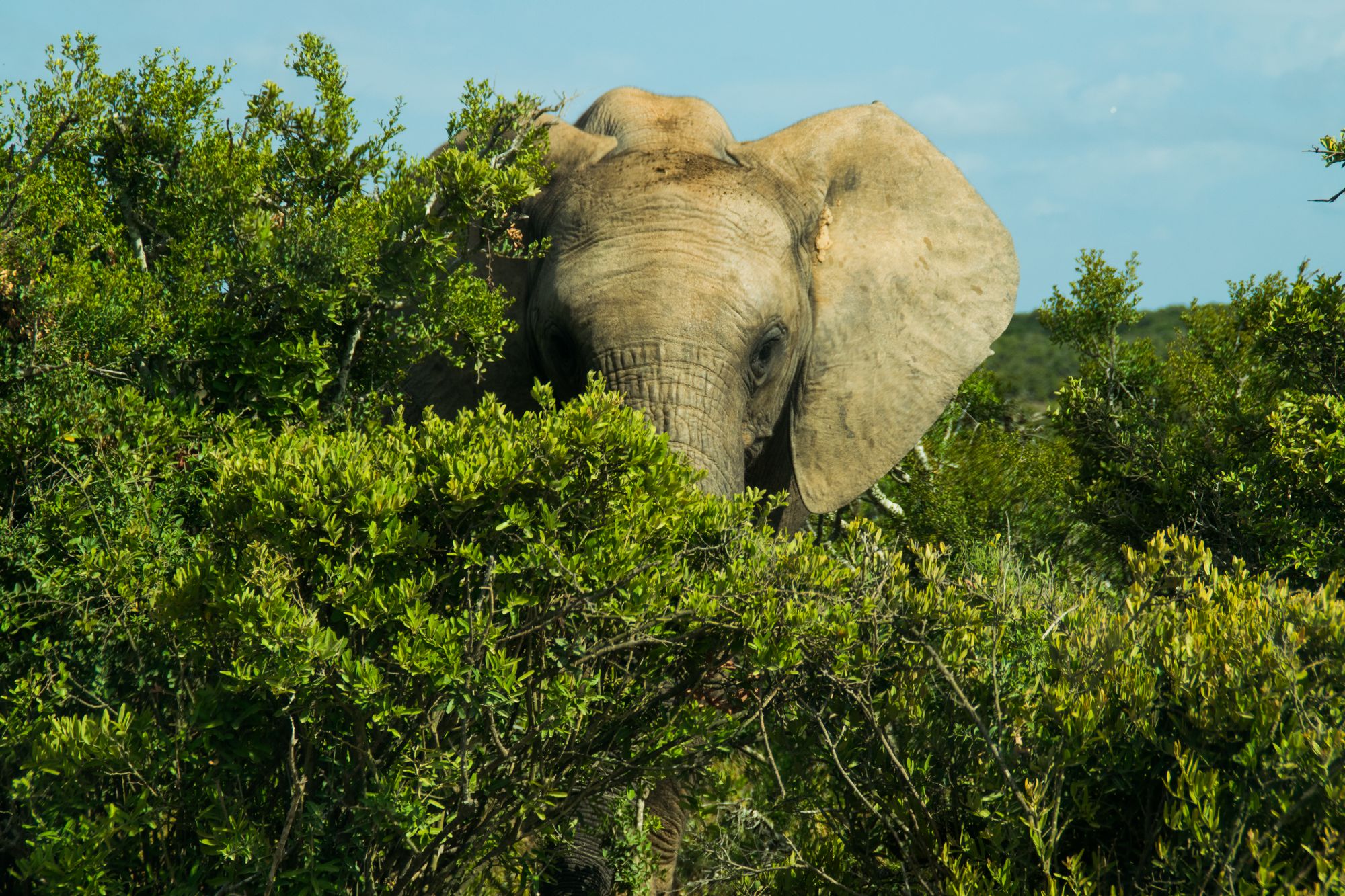 Kia-Picanto-South-Africa-21 Why Did We Take A Kia Picanto On A Road Trip To South Africa? Because It’s There