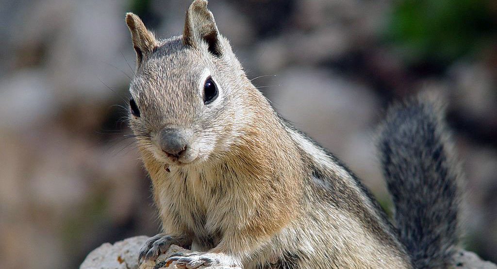  Squirrel Damages VW Golf After Stuffing It With Acorns