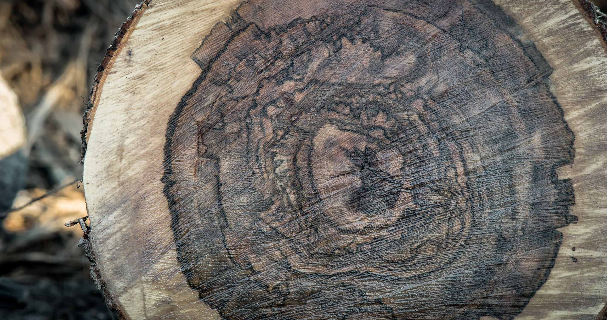 A005_C056_11142B Bentley Uses Trees From Mississippi Wetlands For Its Latest Wooden Veneer