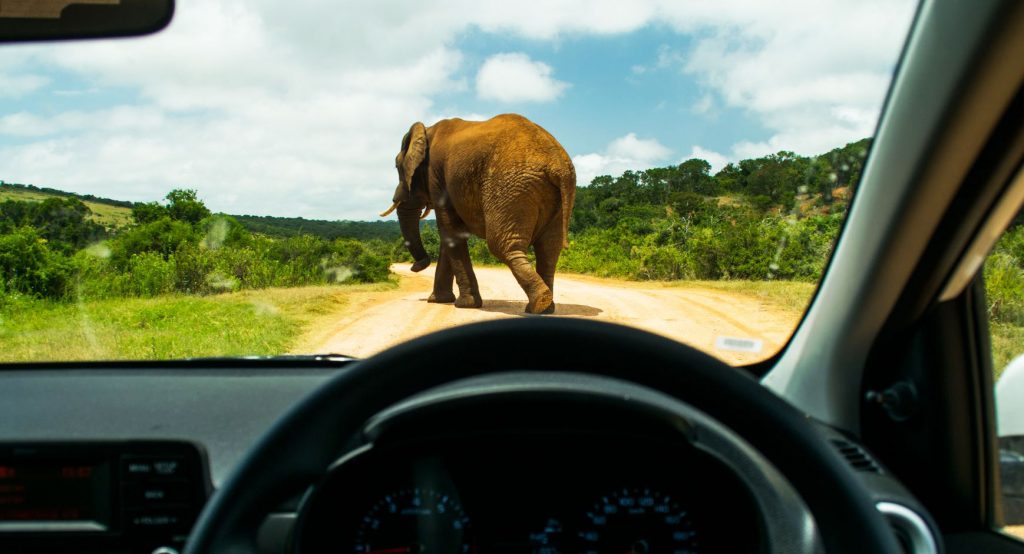  Why Did We Take A Kia Picanto On A Road Trip To South Africa? Because It’s There