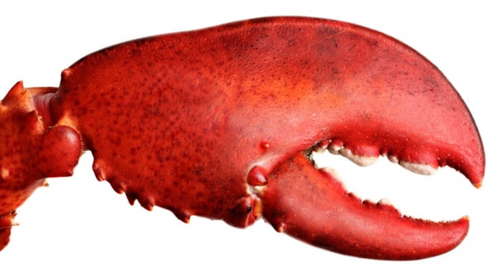 Cooked Lobster Claw What’s With All The Lobster Claw Taillights These Days?